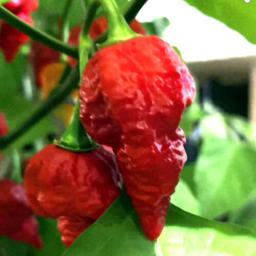 Trinidad Scorpion selbstgezogene Chilipflanzen