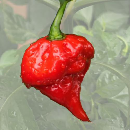 Carolina Reaper schärfste Chili der Welt