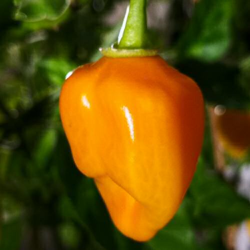 Trinidad Scorpion 